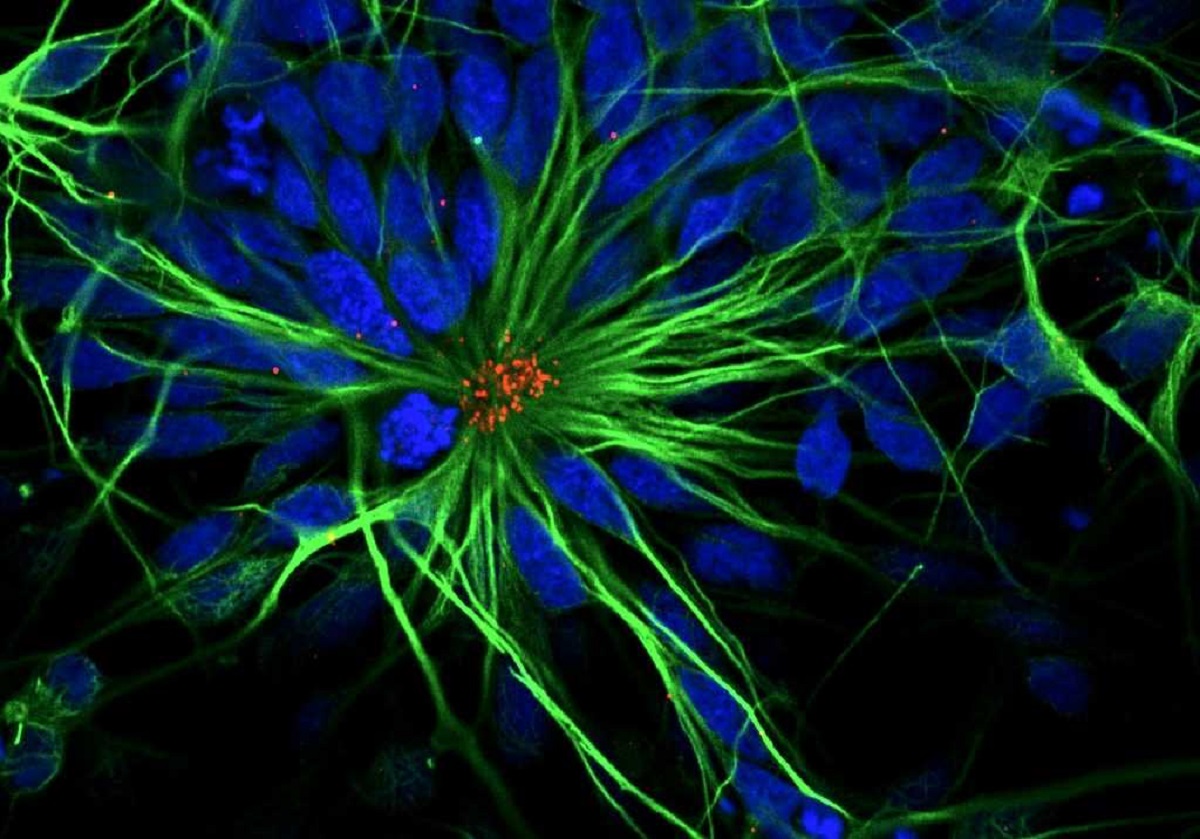 Ученым удалось вернуть молодость стволовых клеток нервной ткани